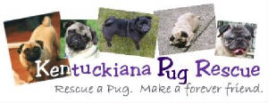 pugrescuemain.jpg
