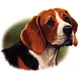 beagle.jpg