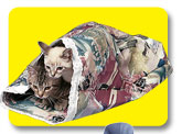 kittykrinkle.jpg
