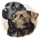labs.jpg