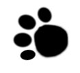 paw.jpg